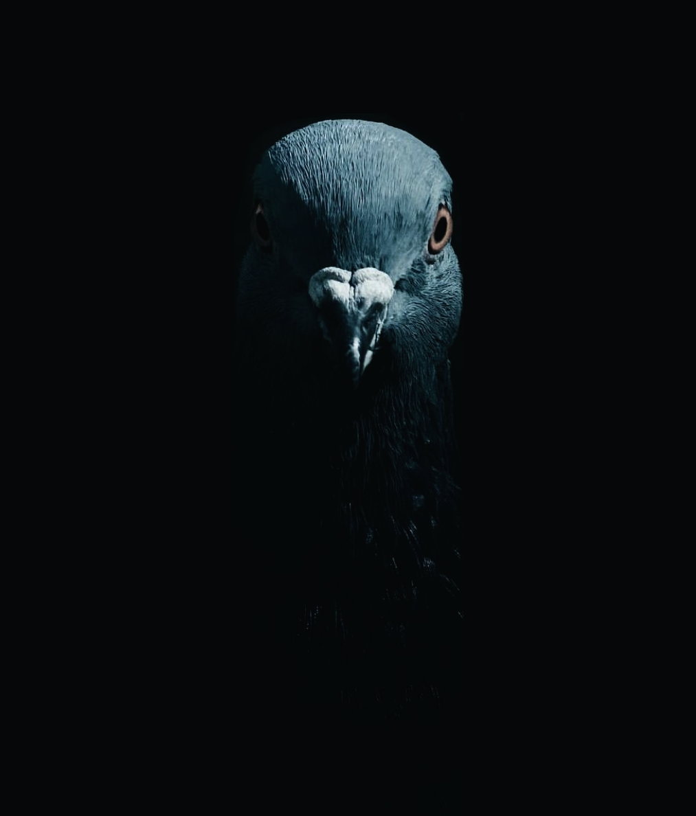 birdie